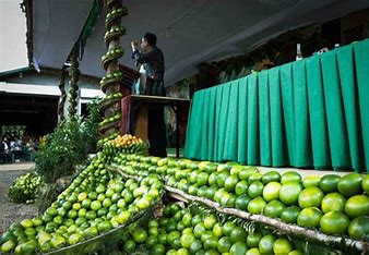 Citrus in Kasibu