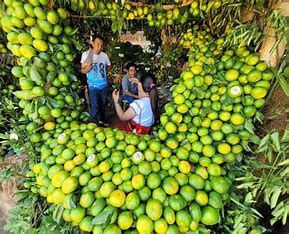 Citrus in Kasibu